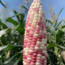 200 Seeds Color Glutinous Maize NO.23 Corn