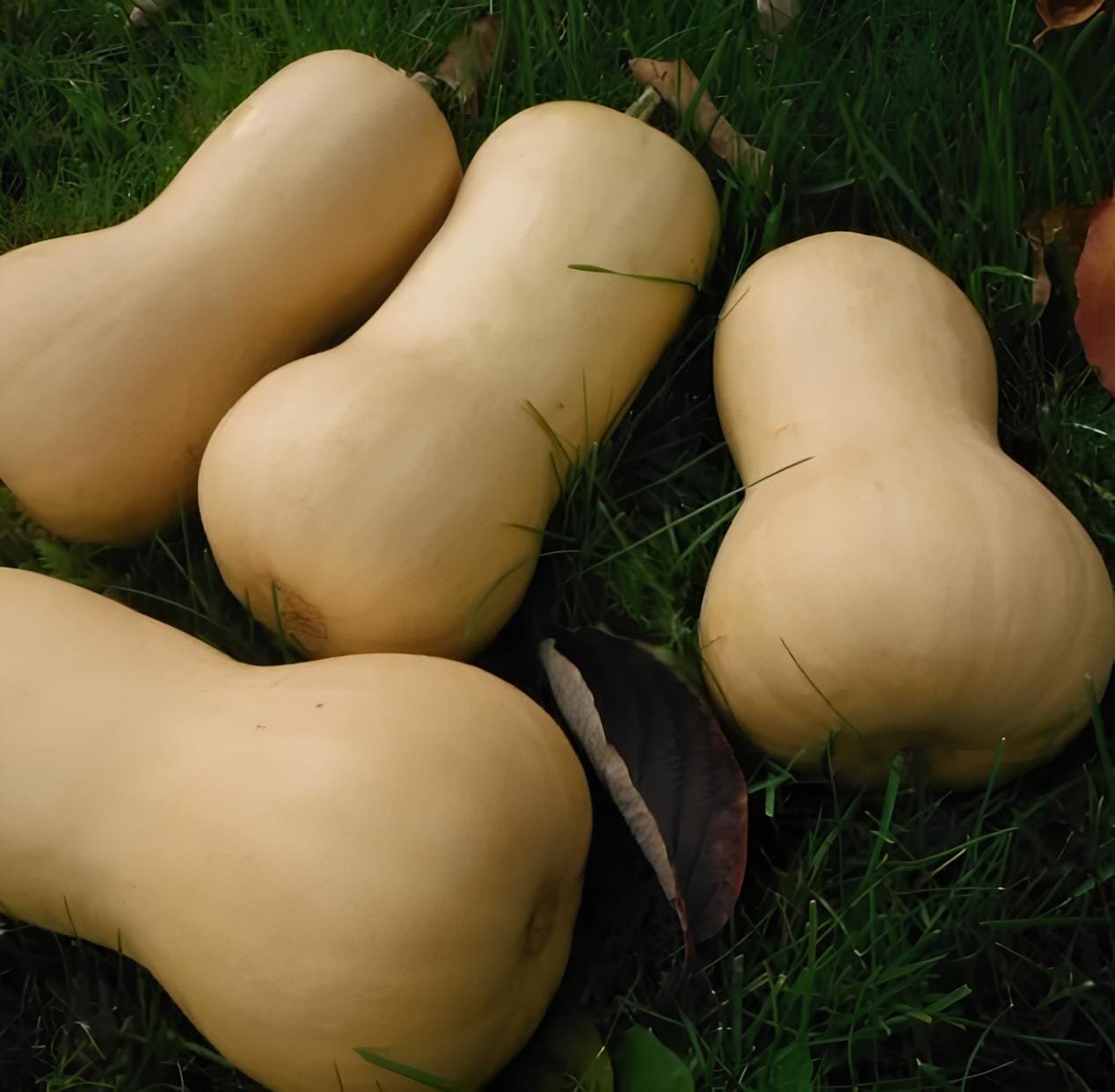 20 Seeds Heirloom Nutter Butter Squash Vegetable Organic