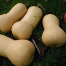 20 Seeds Heirloom Nutter Butter Squash Vegetable Organic