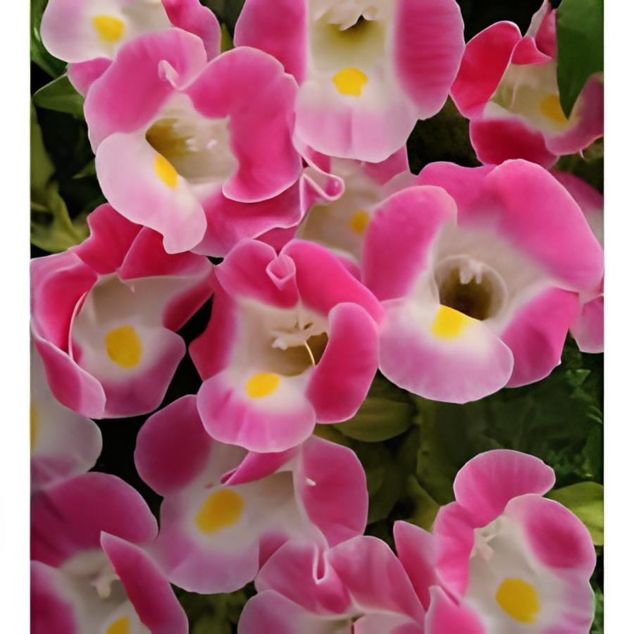 200 Seeds Torenia Fournieri Bonsai Amazing Flower Bonsai