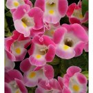 200 Seeds Torenia Fournieri Bonsai Amazing Flower Bonsai