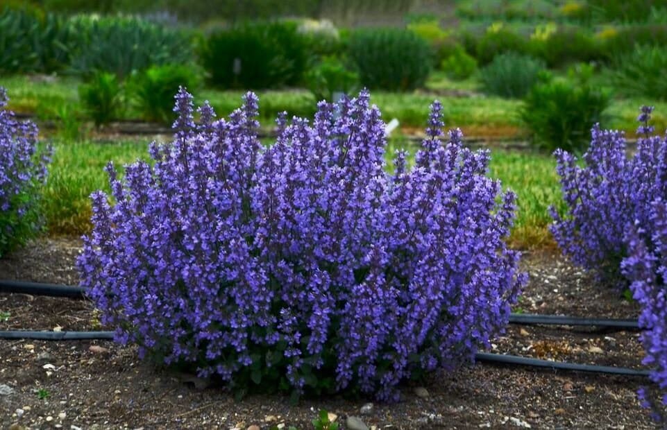 60 Seeds Mix Violet Perennial Plants Flower