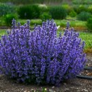 60 Seeds Mix Violet Perennial Plants Flower