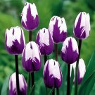 100 Seeds Dutch Tulip Flower Mix Color Bonsai Tulip Flower