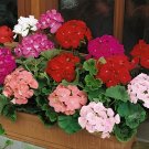 200 Seeds Geranium Mixed 8 Colors