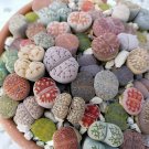200 Seeds Gimax Graines Lithops Pseudotruncatella Plant