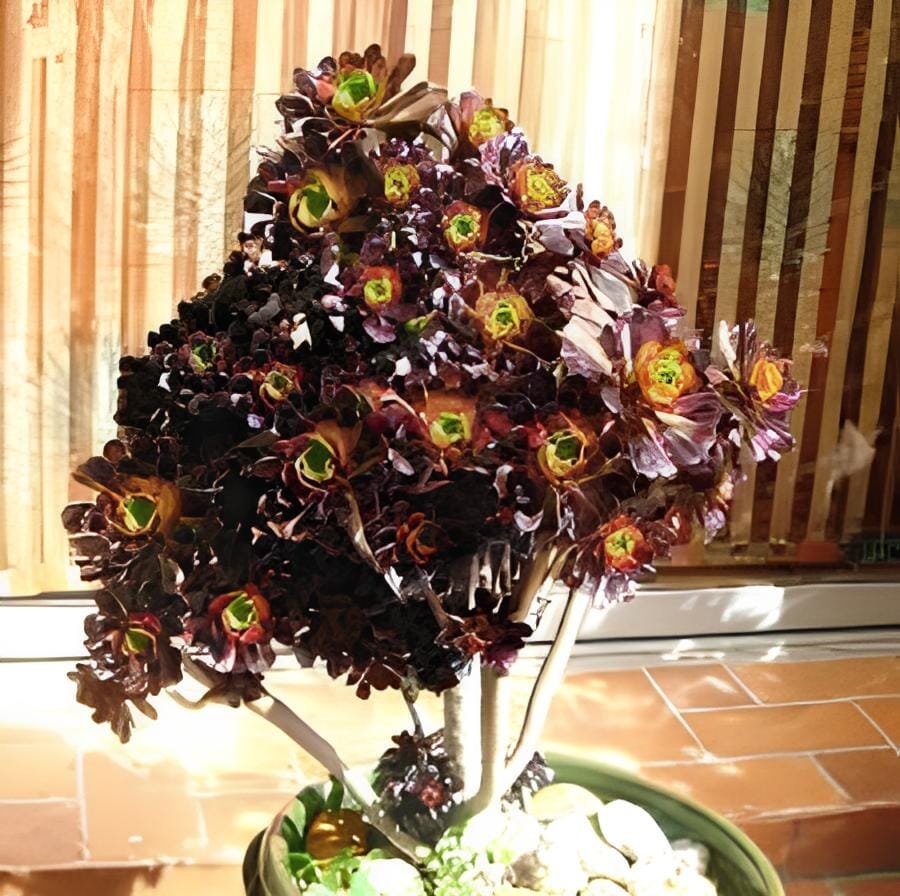 200 Seeds Rare Aeonium arboreum Bonsai Atropureum Plants