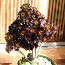 200 Seeds Rare Aeonium arboreum Bonsai Atropureum Plants
