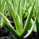 4 Seeds Aloe Vera