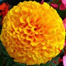 80 Seeds Orange African Marigold French Marigold Herbs Tagetes Erecta Flower
