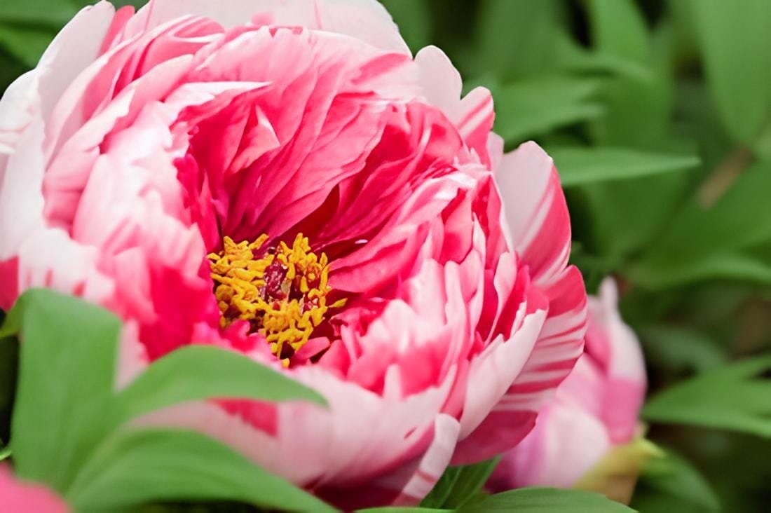 40 Seeds 'Black Pur' Peony Flower Pale White to Light Purple to Black Double Pet