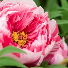 40 Seeds 'Black Pur' Peony Flower Pale White to Light Purple to Black Double Pet