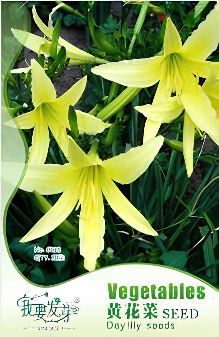 20 Seeds Original Pack Combos Garden Planting Seeds Chicory Day Lily