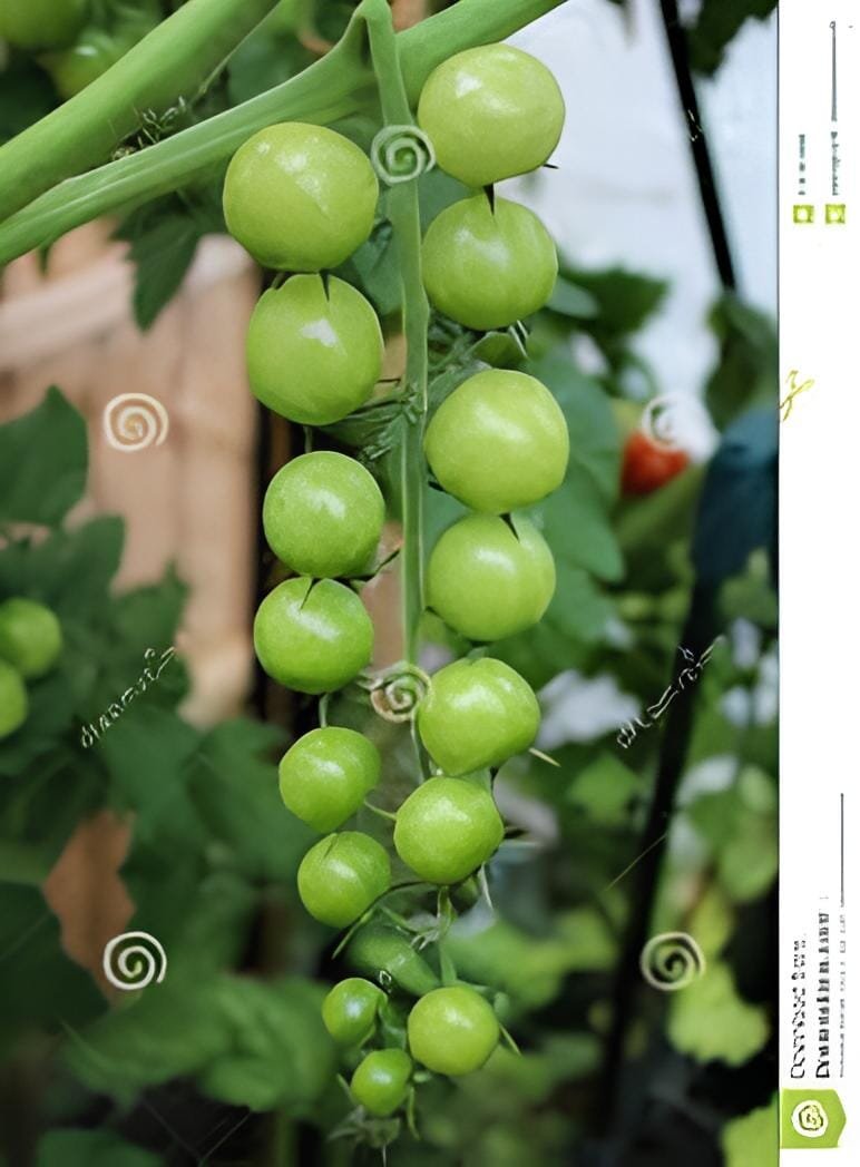 200 Seeds Green Pearl' Green Round Truss Cherry Tomato