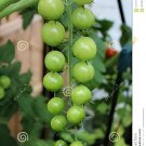 200 Seeds Green Pearl' Green Round Truss Cherry Tomato