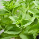 800 Seeds Stevia Herbs Green Herb