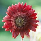 200 Seeds 'Hongyun' Dark Red Sunflower