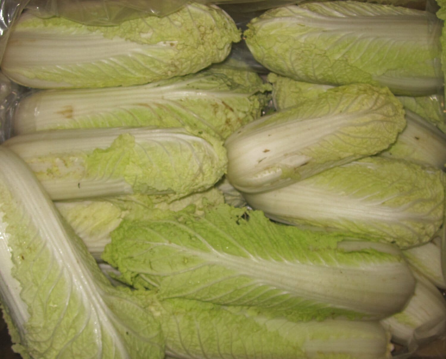 200 Seeds Green Yellow Chinese Cabbage Organic