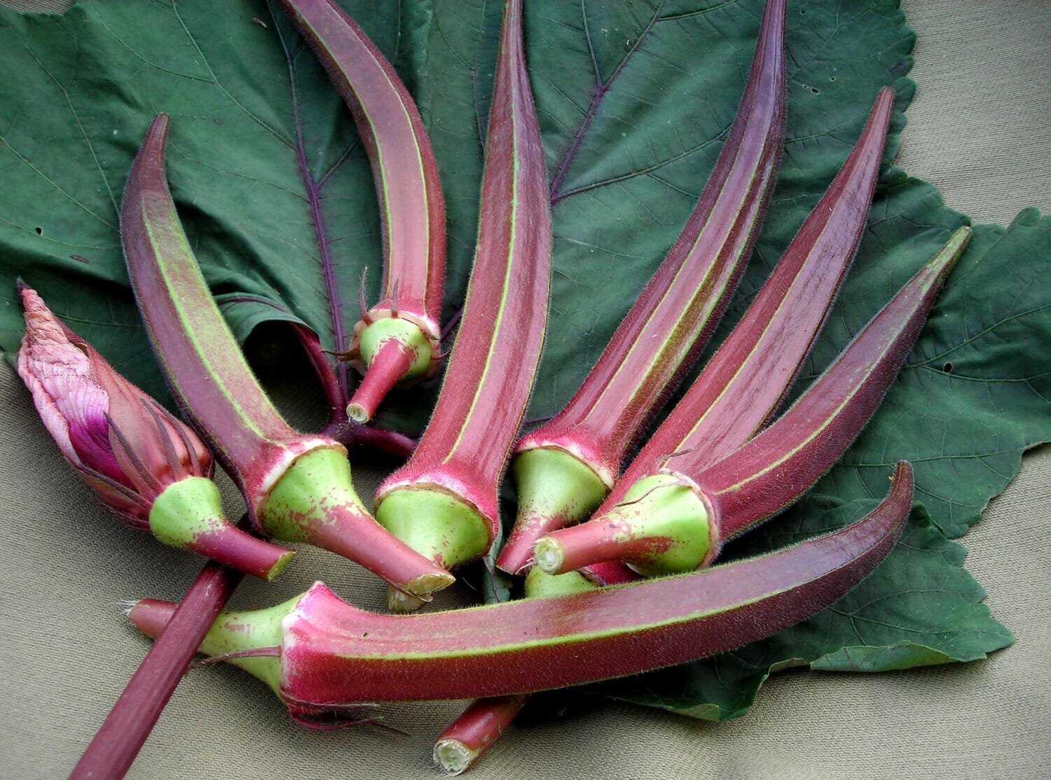 24 Seeds Red Okra Organic