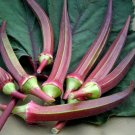 24 Seeds Red Okra Organic
