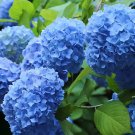 30 Seeds Blue Hydrangea Paniculata Grandiflora