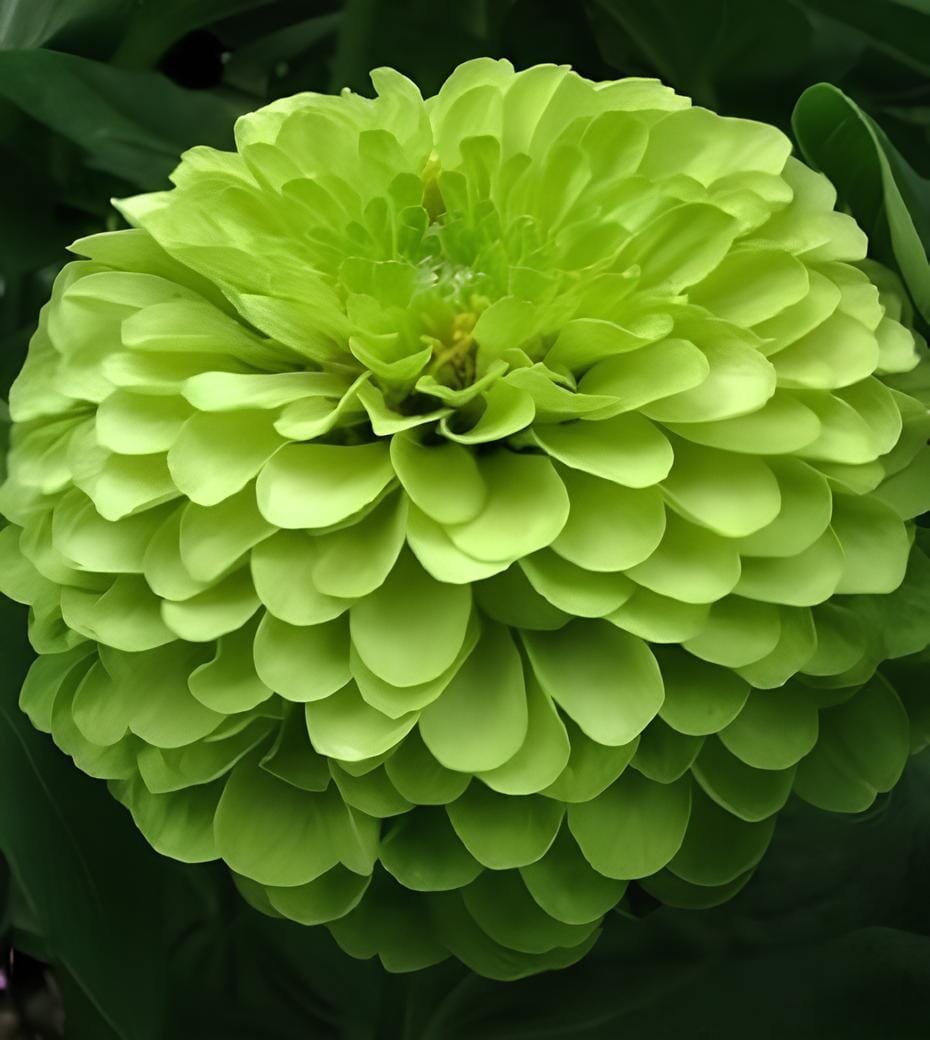 100 Seeds green apple Beautiful Zinnia