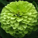 100 Seeds green apple Beautiful Zinnia