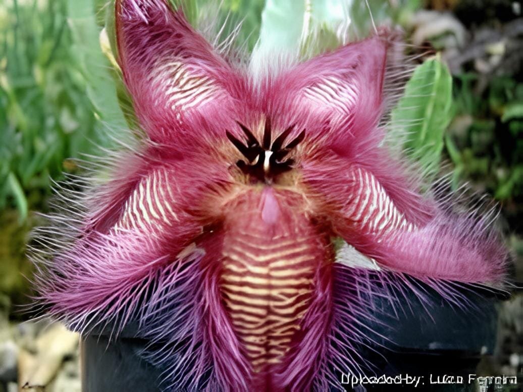 10 Seeds Stapelia hirsuta