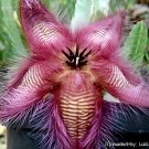10 Seeds Stapelia hirsuta