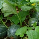 40 Seeds Small Emerald Gem Melon Cucumis Melo