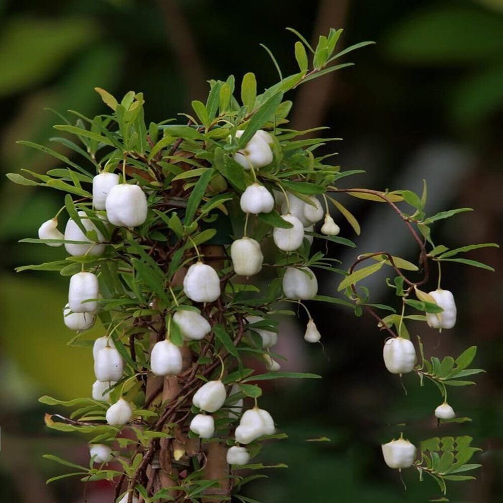 20 Seeds White Apple-berry Vine Organic