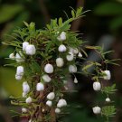 20 Seeds White Apple-berry Vine Organic