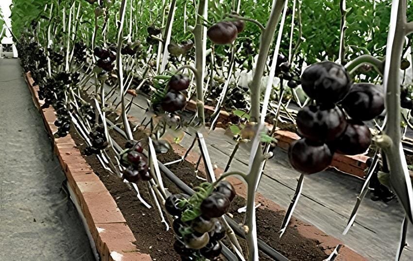 1000 Seeds 'Black Onyx' Tomato