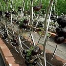 1000 Seeds 'Black Onyx' Tomato