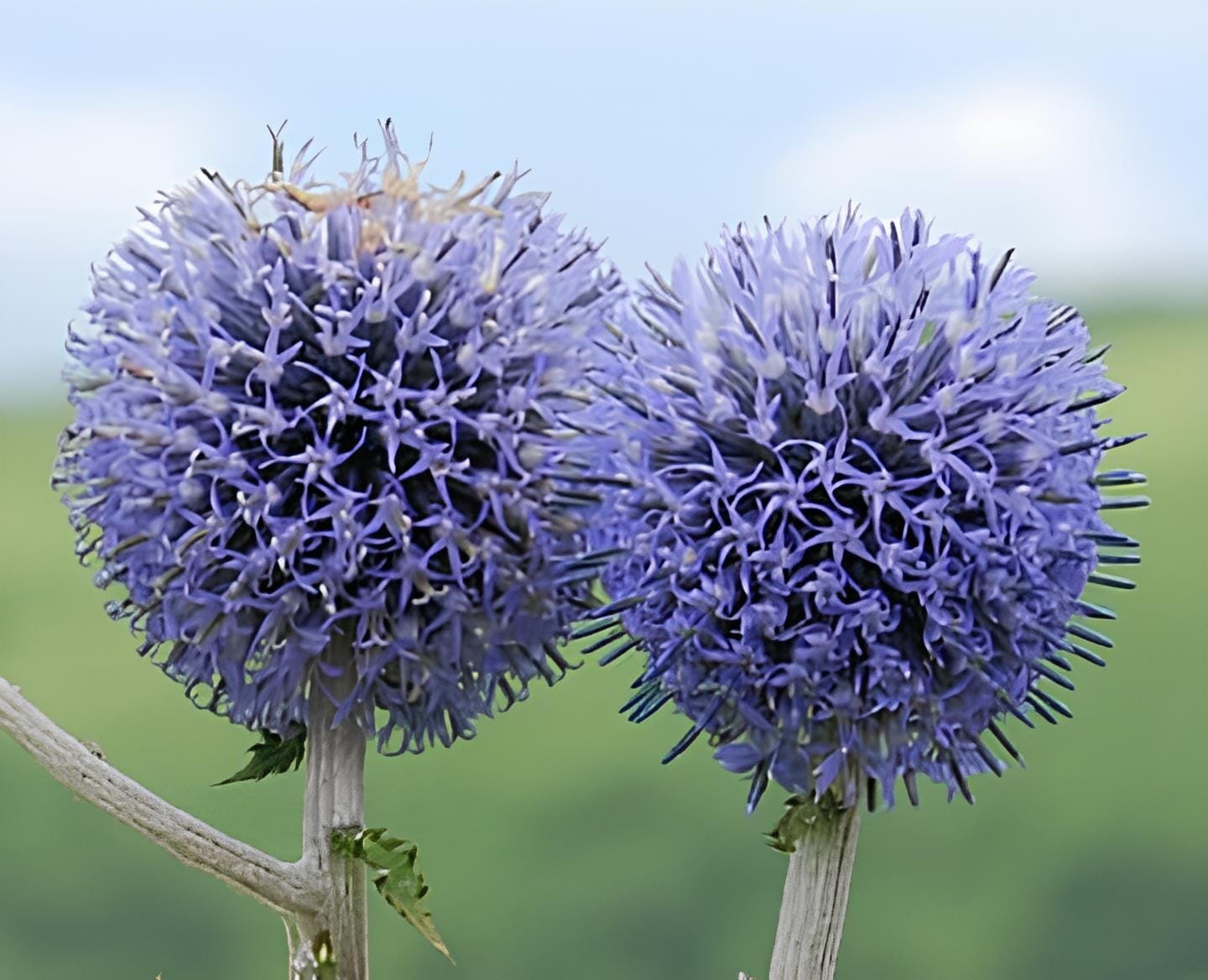 60 Seeds Echinps latifolius Tausch Flower