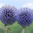 60 Seeds Echinps latifolius Tausch Flower