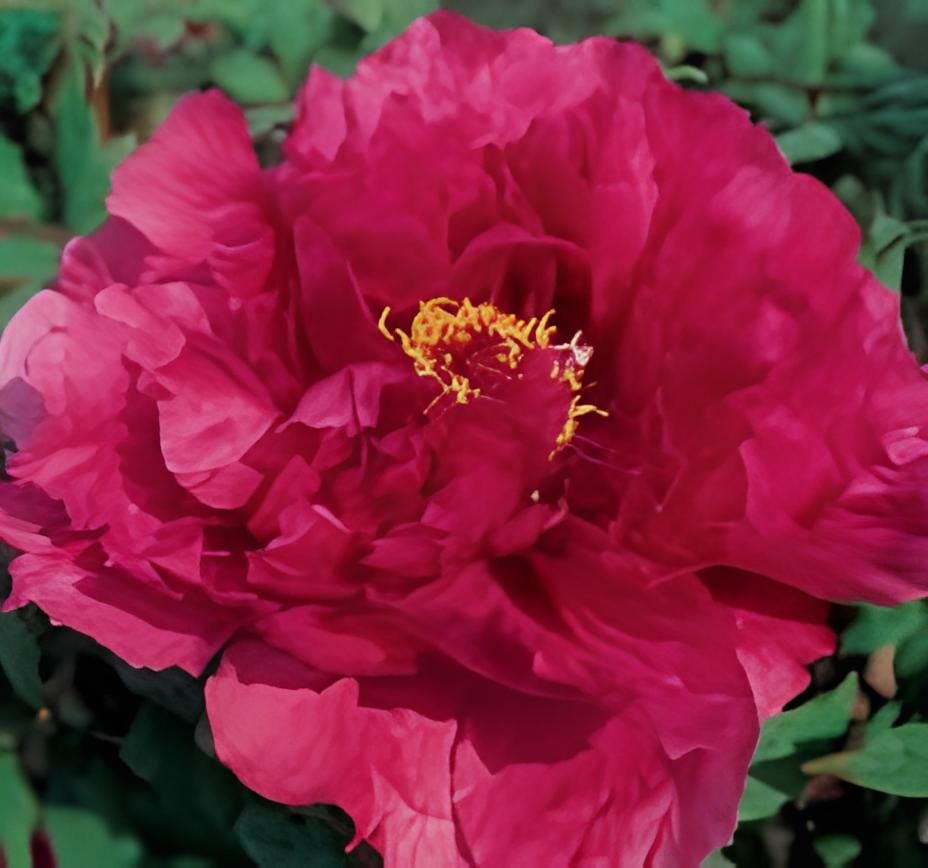10 Seeds Rare 'Red Flag Fly' Tree Peony Strong Fragrant Flower