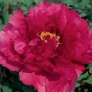 10 Seeds Rare 'Red Flag Fly' Tree Peony Strong Fragrant Flower