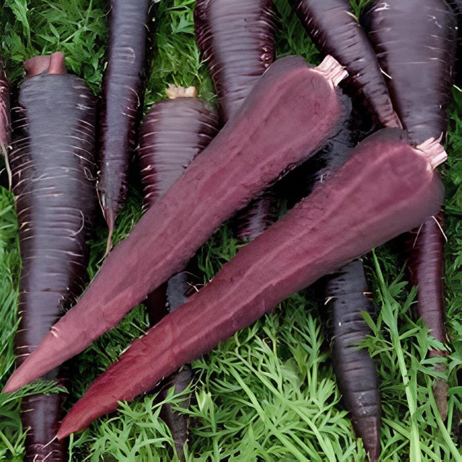 200 Seeds Rare Organic Dark Purple Edible Carrot