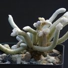10 Seeds Avonia Albissima