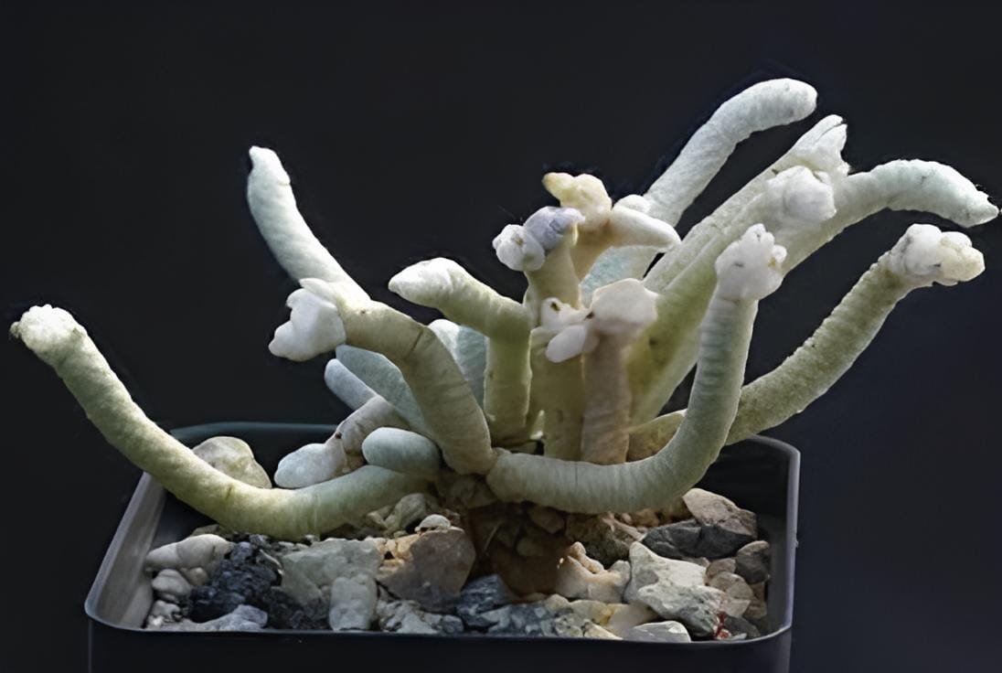20 Seeds Avonia Albissima