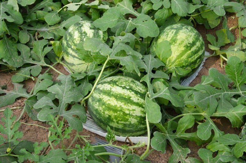 40 Seeds Green Skin Red Inside Very Sweet Mini Round Watermelon Juicy Organic
