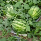 40 Seeds Green Skin Red Inside Very Sweet Mini Round Watermelon Juicy Organic