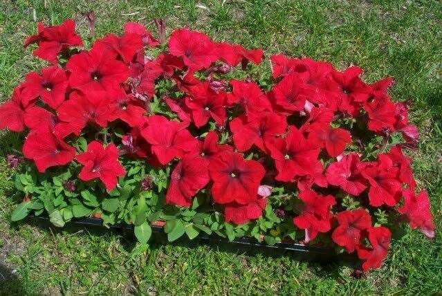 120 Seeds Red Garden Petunia Hybrida Annual Flower