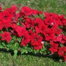 120 Seeds Red Garden Petunia Hybrida Annual Flower