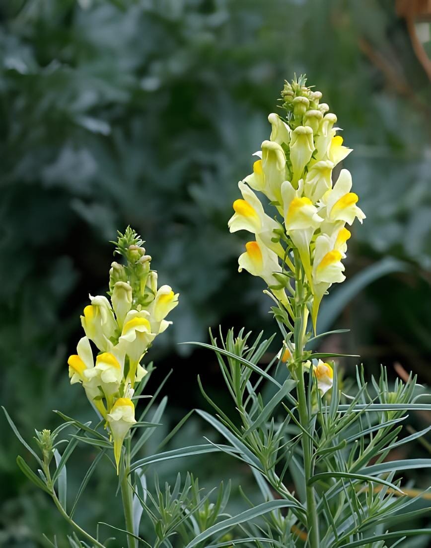 120 Seeds Toadflax Lunaria Flowers #A181