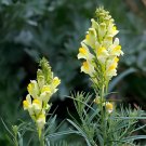 120 Seeds Toadflax Lunaria Flowers #A181