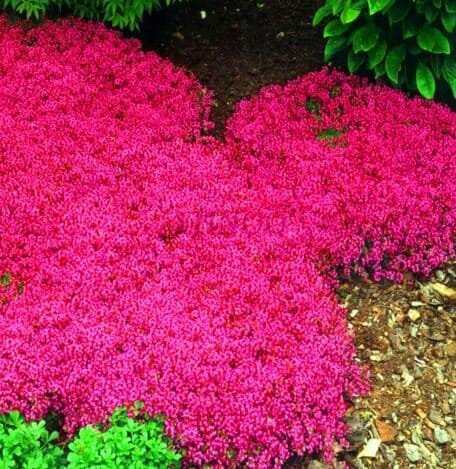 400 Seeds Creeping Thyme Rock Cess Plant- Pink Flowers