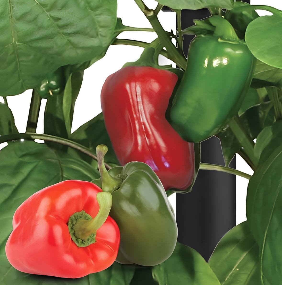 40 Seeds Fresh Mix Sweet Bell Pepper