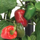 40 Seeds Fresh Mix Sweet Bell Pepper